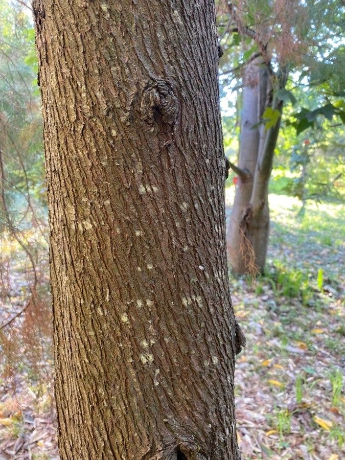Callitris rhomboidea bark