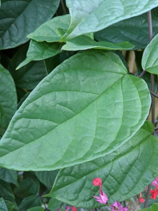 Clerodendrum umbellatum — search result for 'Clerodendrum'