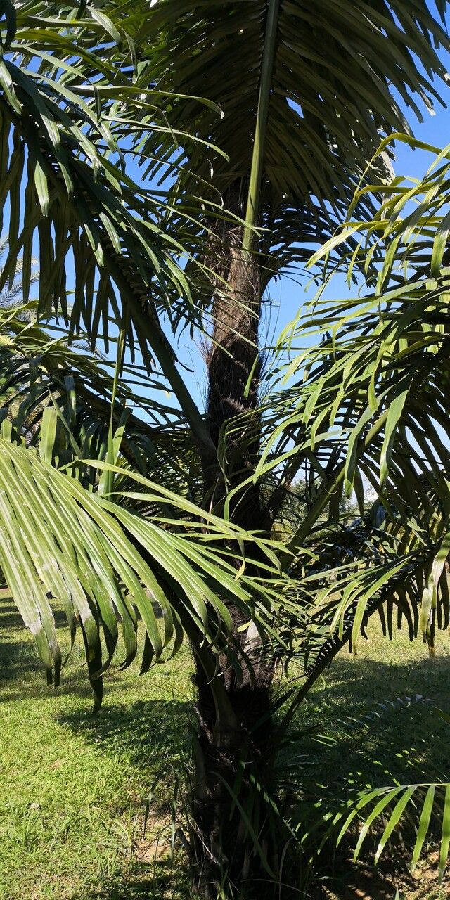 Elaeis guineensis leaf