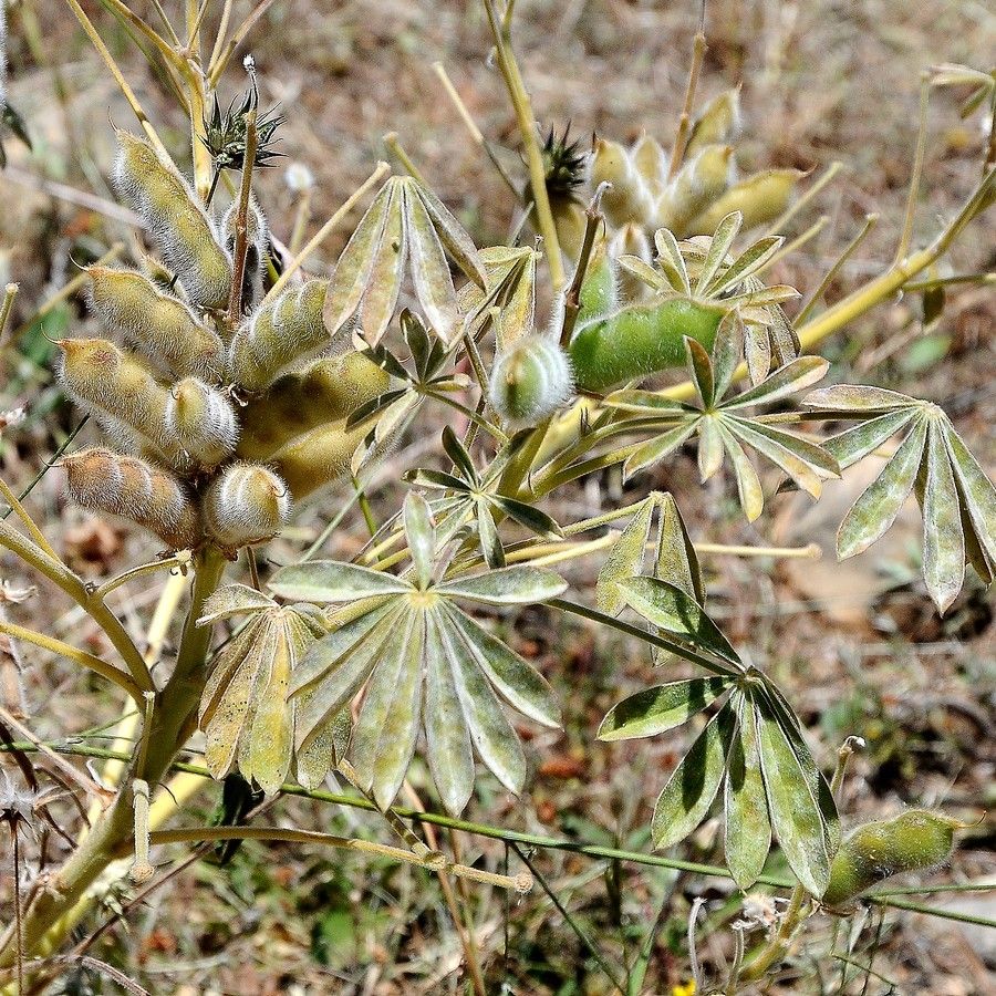 Lupinus albifrons fruit