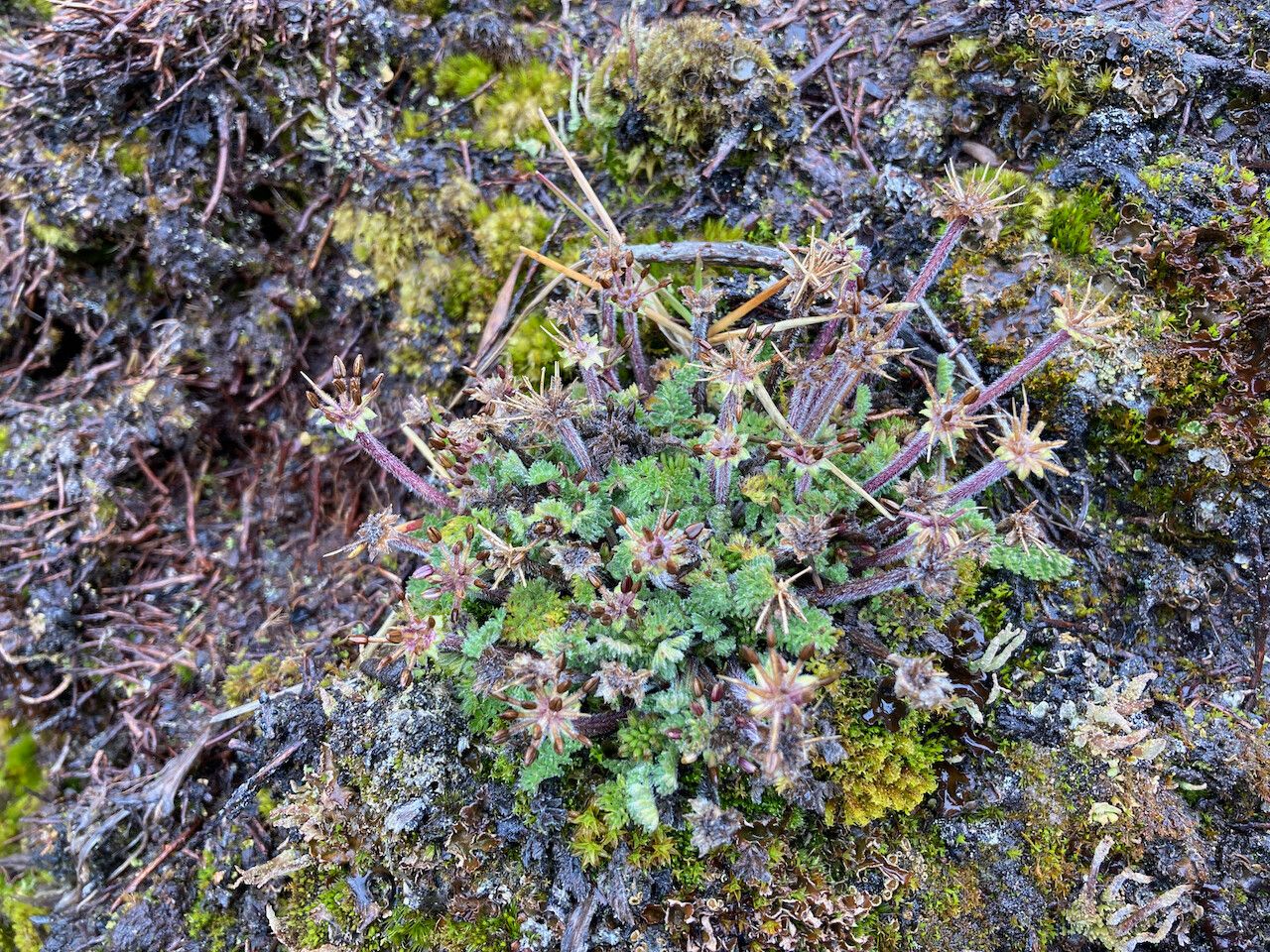 Chaerophyllum andicola habit