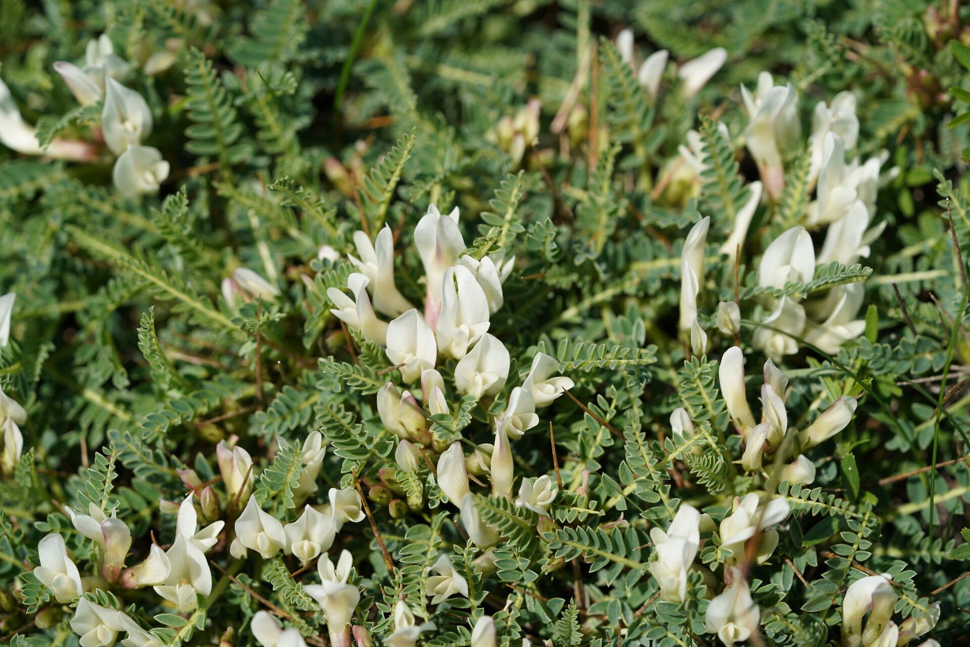 Astragalus croaticus — houseplant care guide