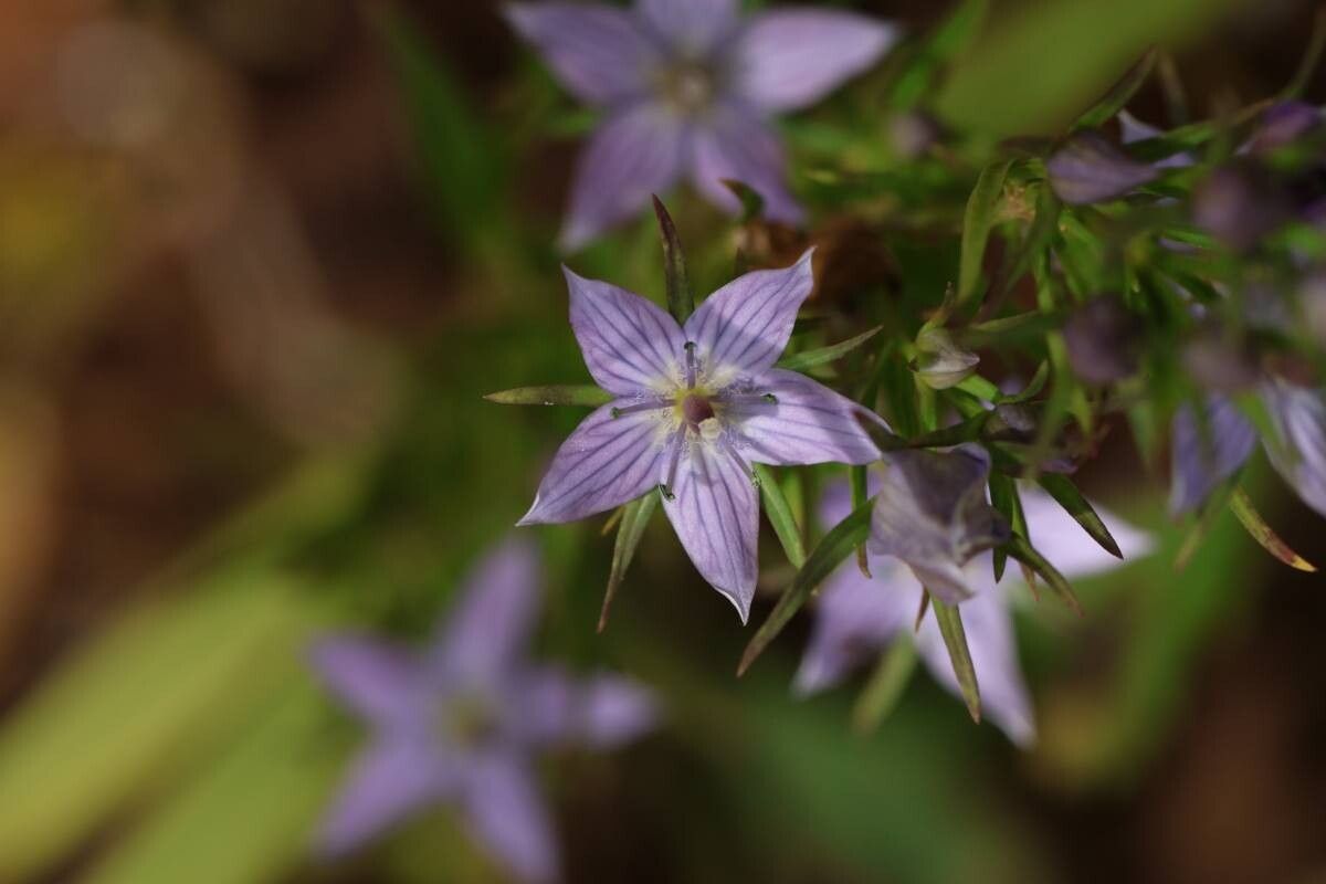 Swertia pseudochinensis — houseplant care guide