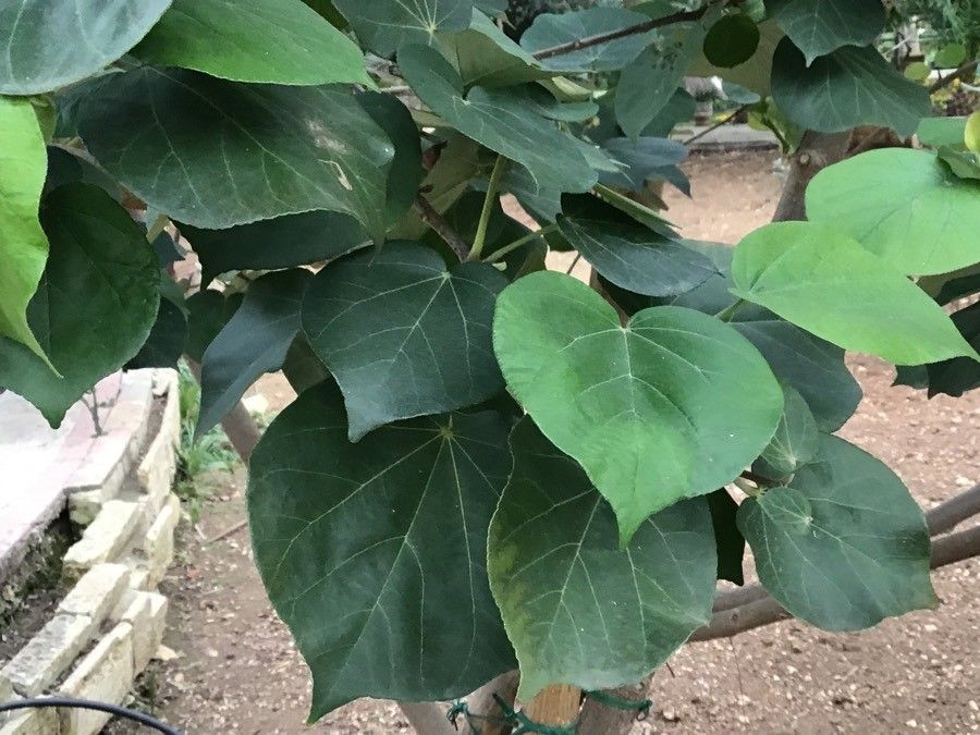 Hibiscus tilliaceus leaf