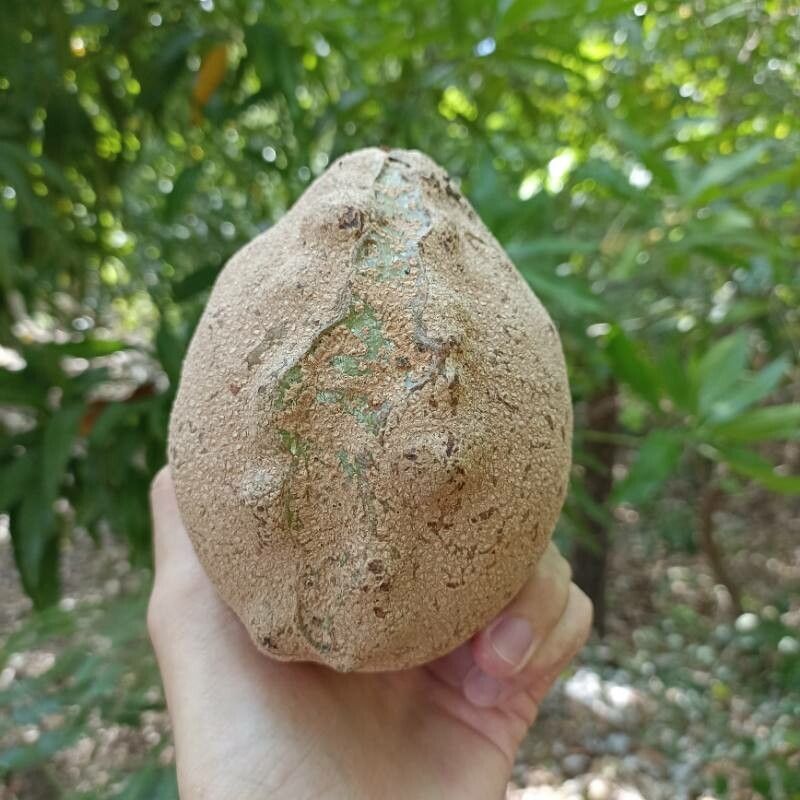 Moquilea platypus fruit