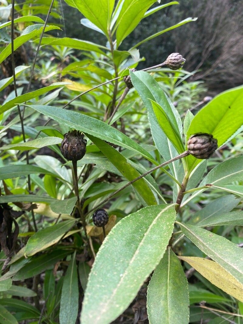 Cheirolophus arbutifolius fruit