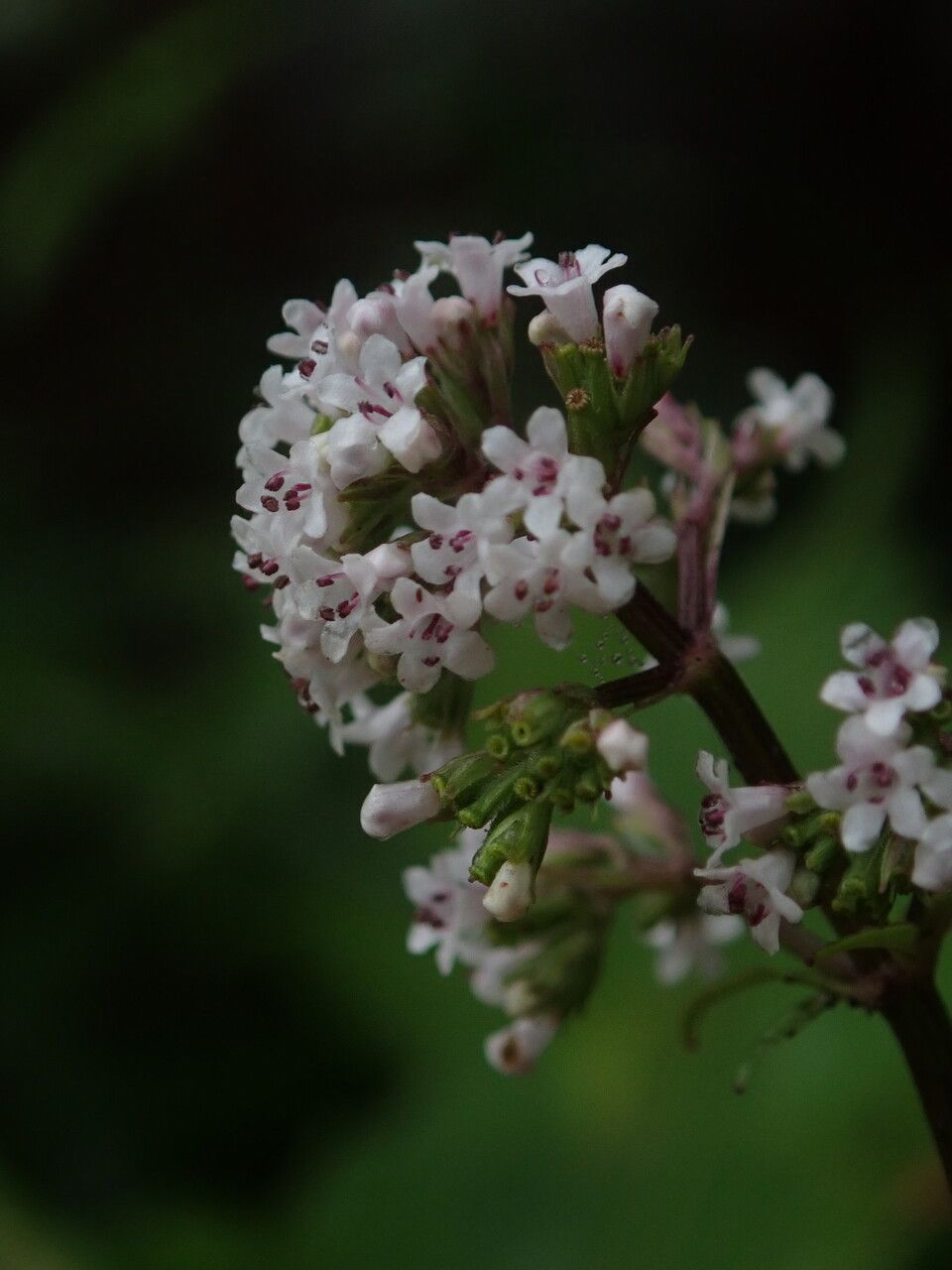 Valeriana jatamansi — search result for 'Valeriana'
