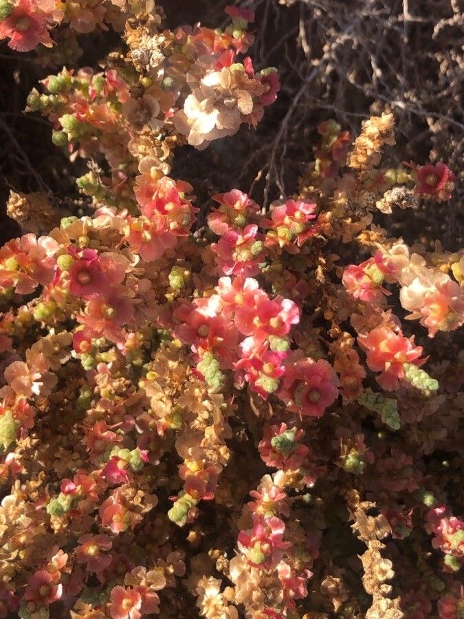 Caroxylon vermiculatum flower