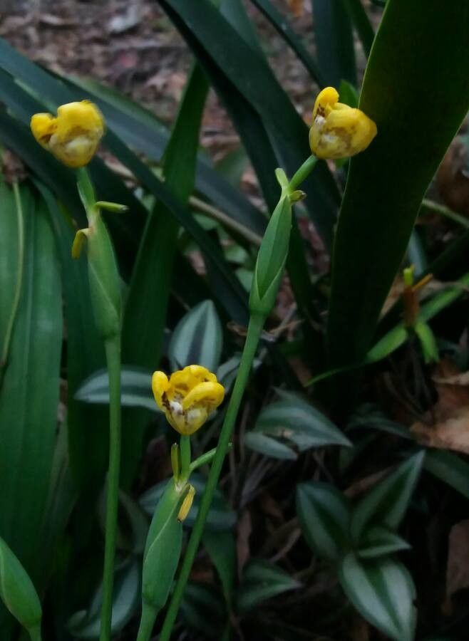 Cipura xanthomelas habit