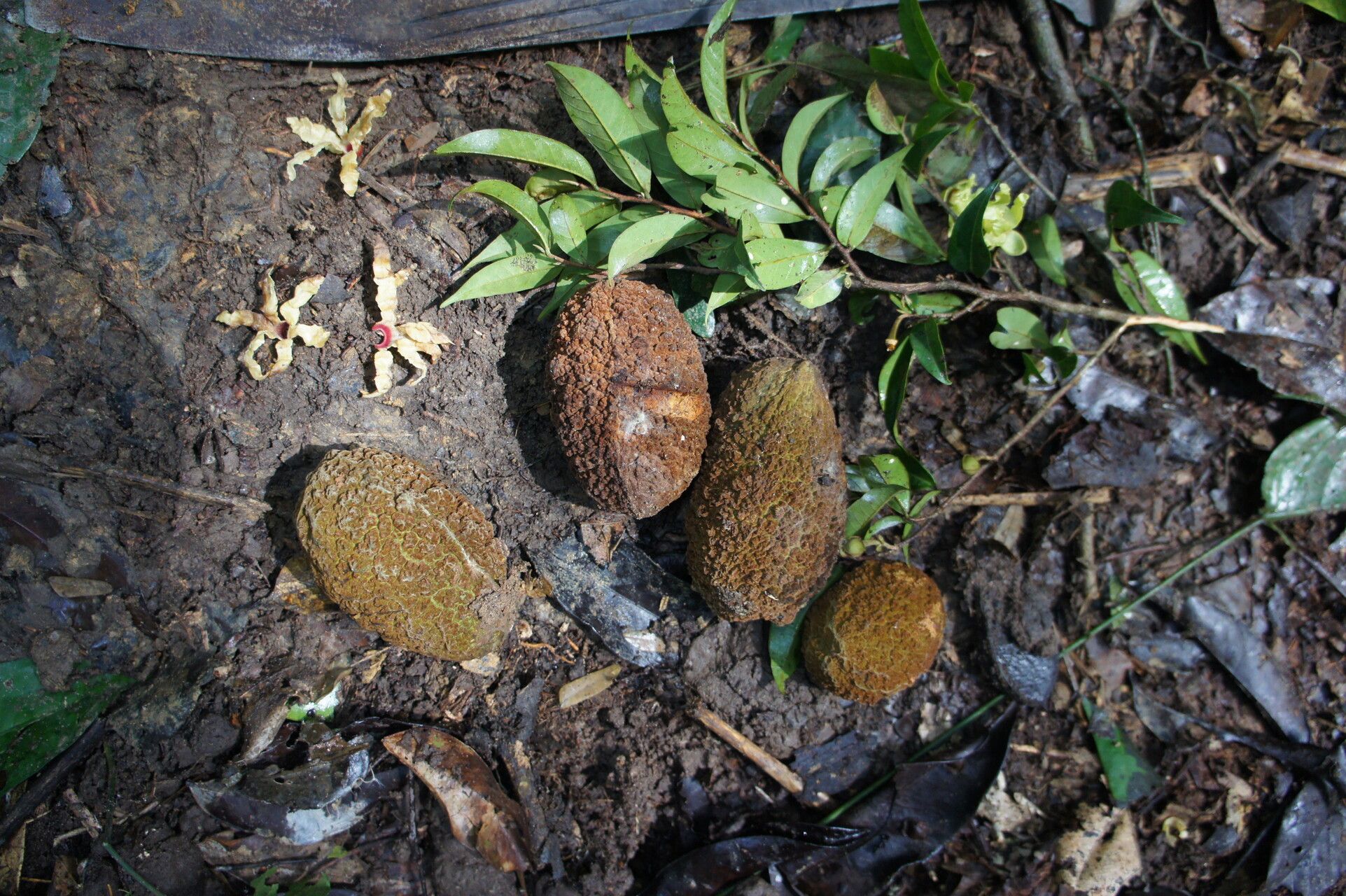 Hexalobus salicifolius fruit