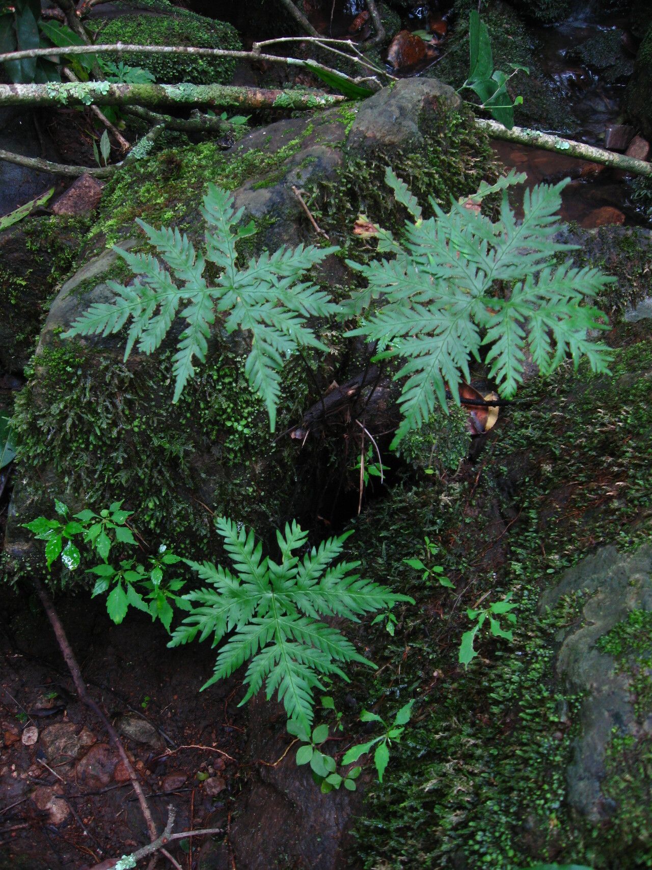 Hemionitis concolor habit
