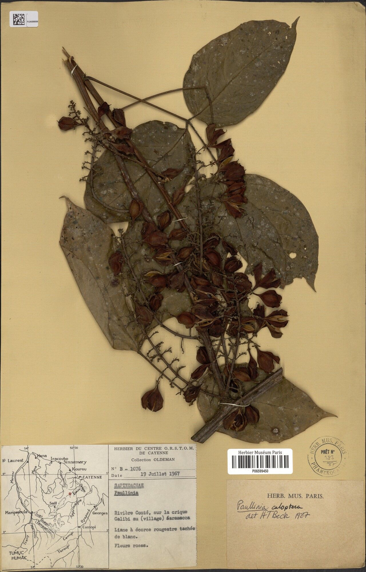 Paullinia caloptera fruit