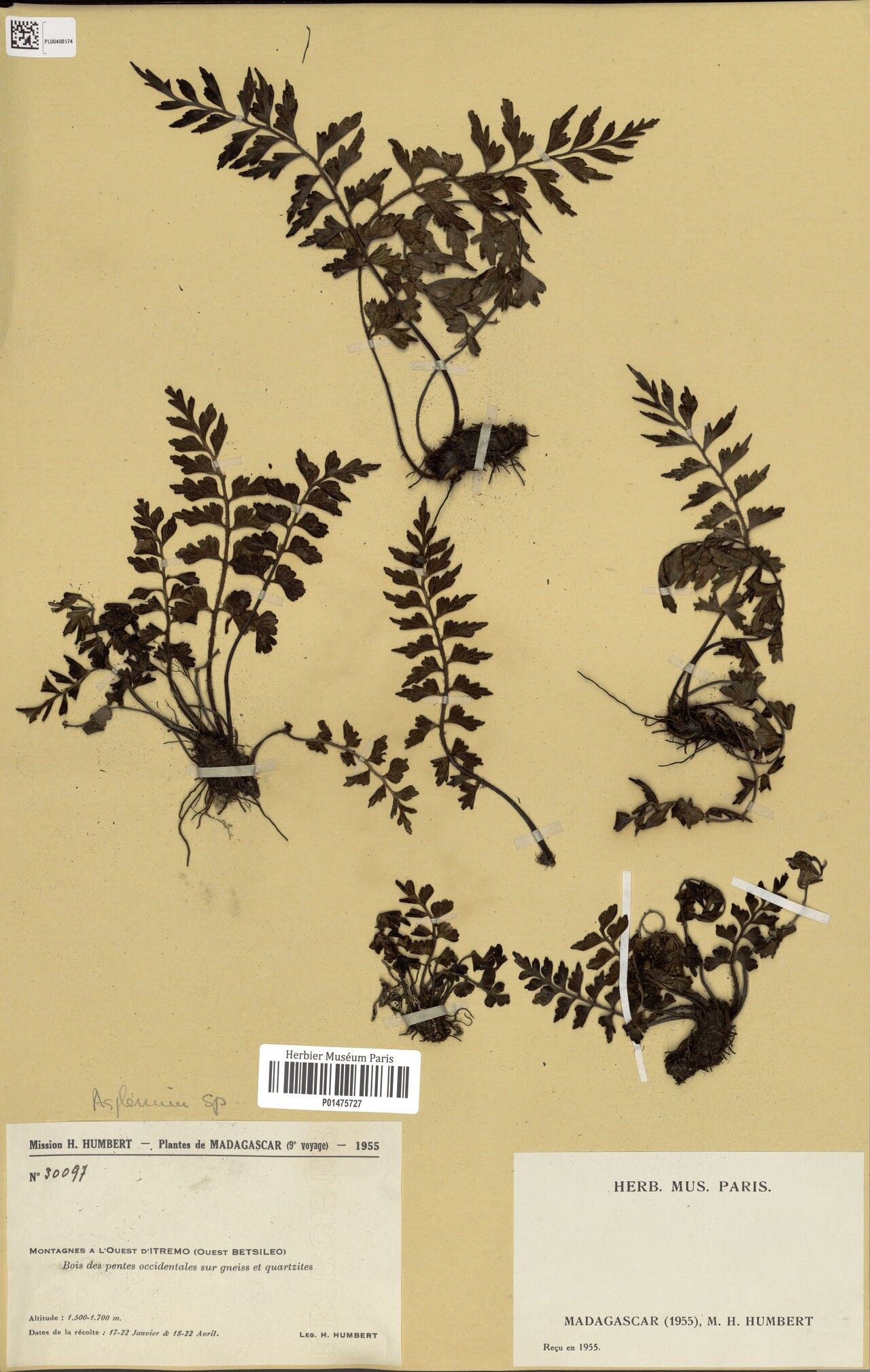 Asplenium quarciticola — houseplant care guide