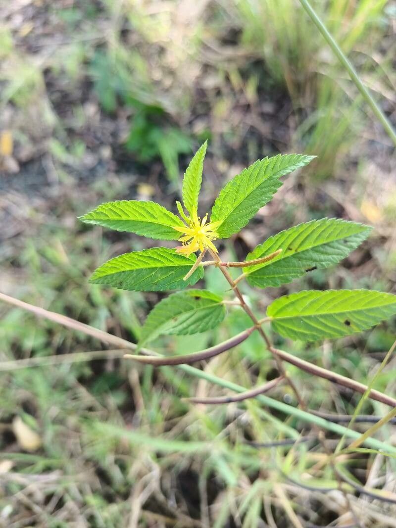 Corchorus orinocensis flower