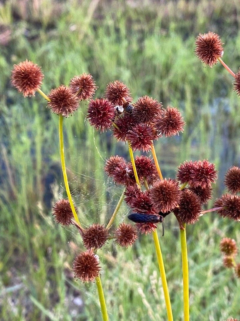 Juncus torreyi flower