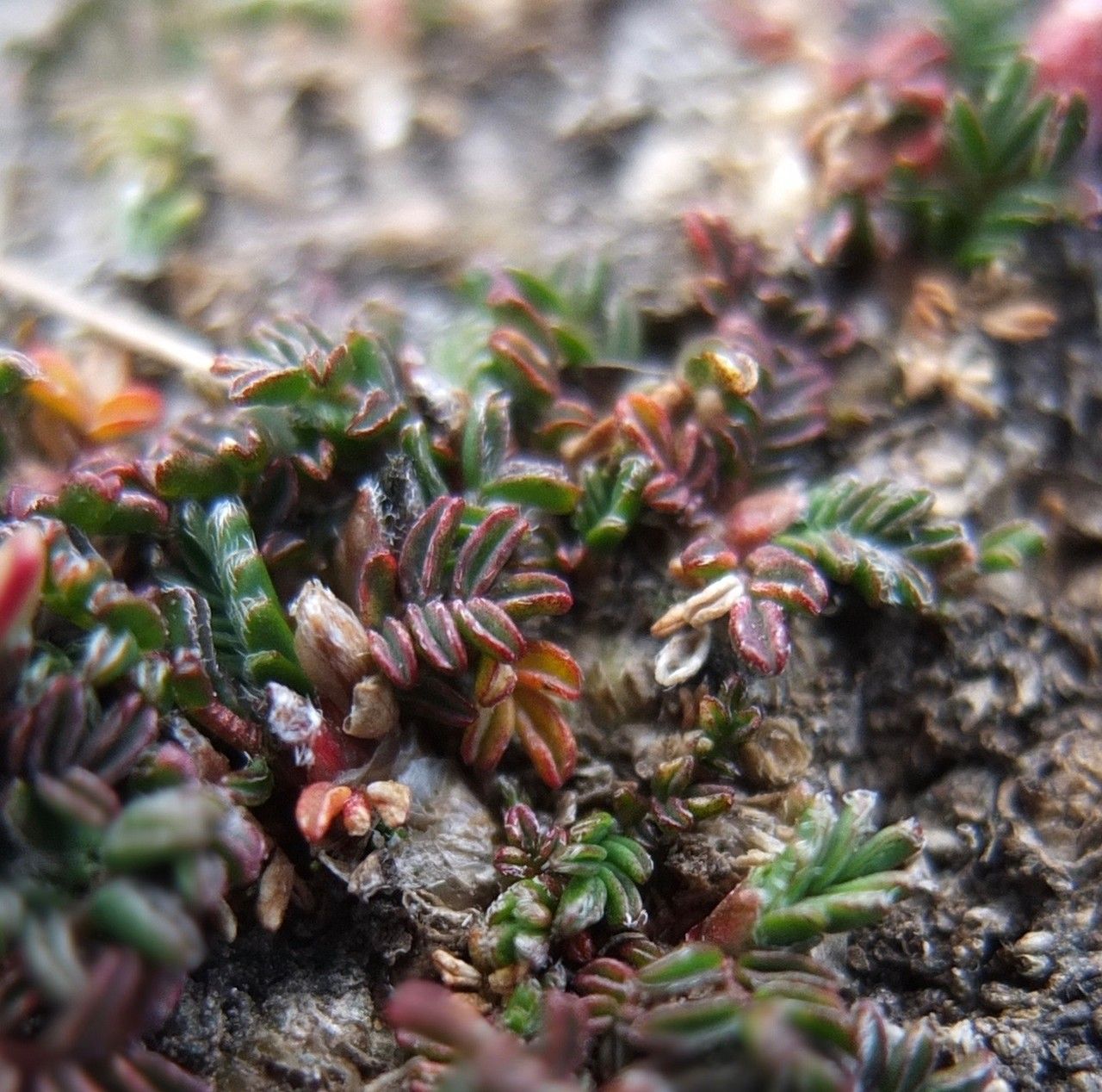 Astragalus peruvianus habit
