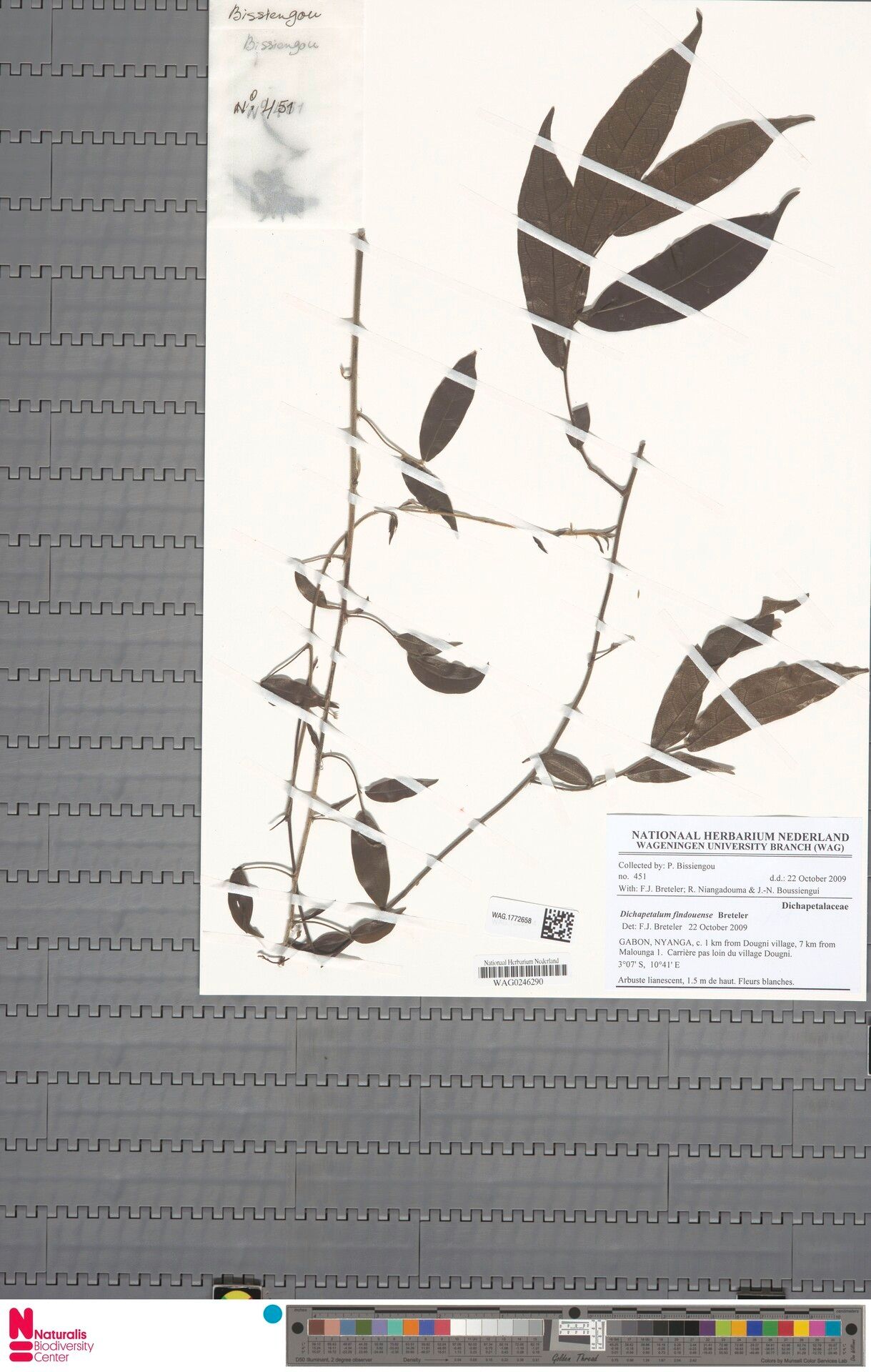 Dichapetalum findouense — houseplant care guide