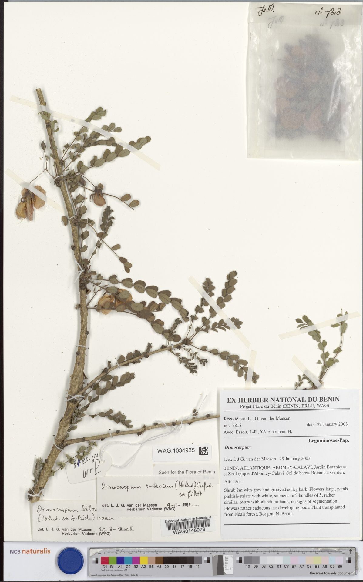 Ormocarpum pubescens — houseplant care guide