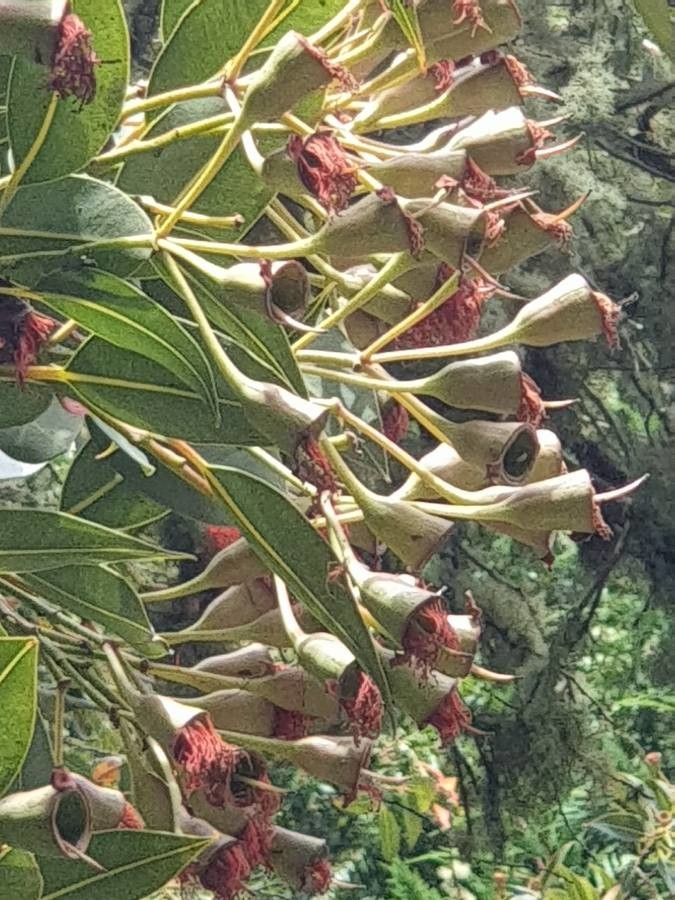 Eucalyptus sideroxylon fruit