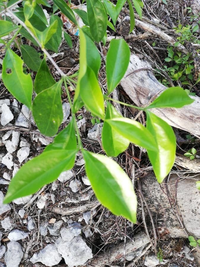 Bunchosia swartziana — search result for 'Bunchosia'