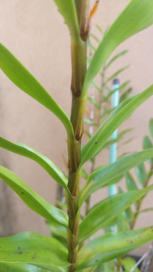 Dendrobium moschatum leaf