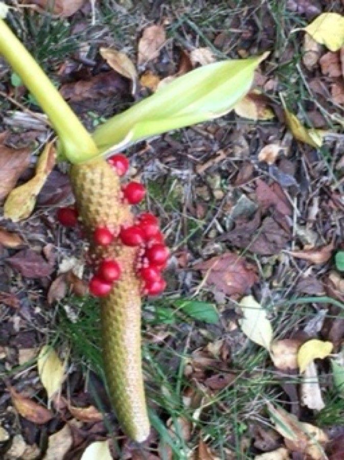 Anthurium guildingii fruit