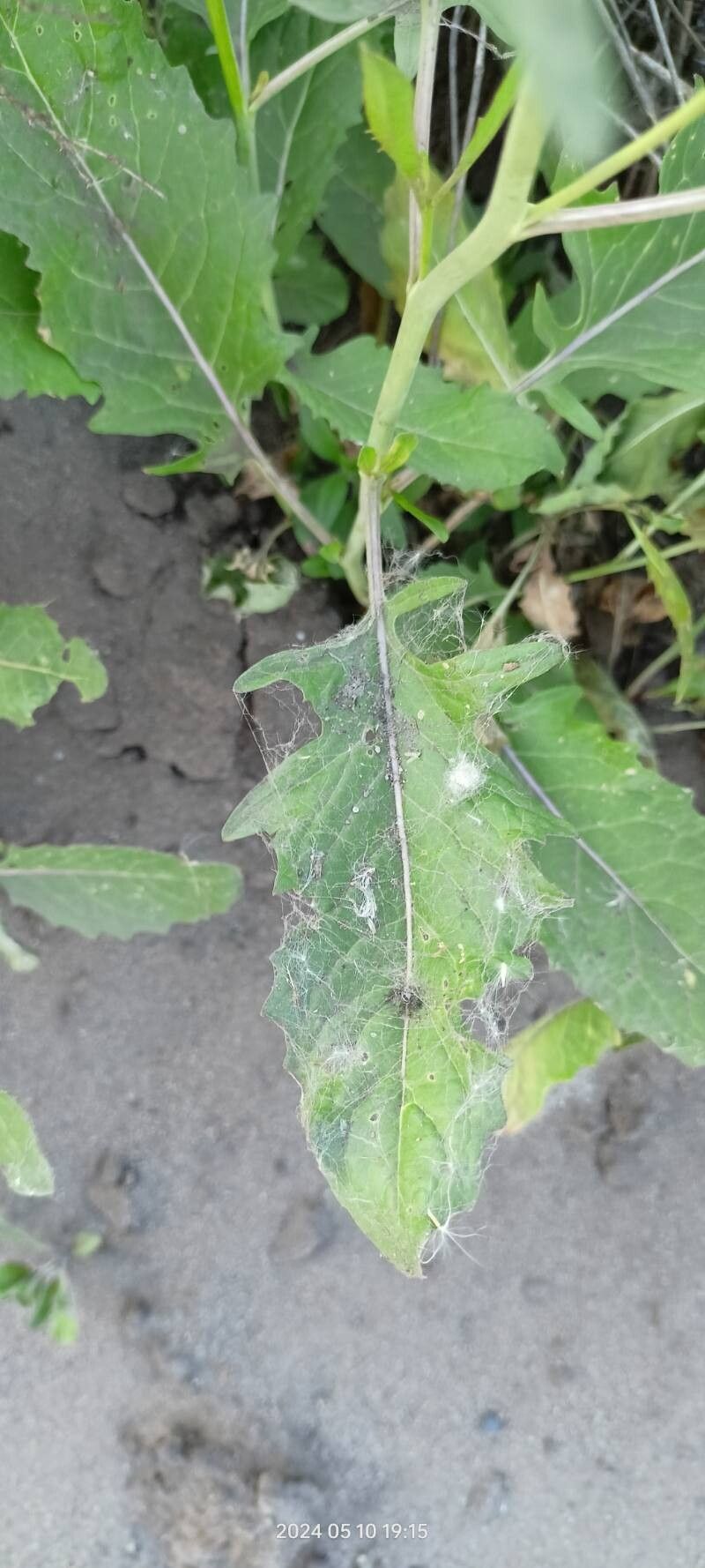 Sisymbrium volgense — search result for 'Sisymbrium'