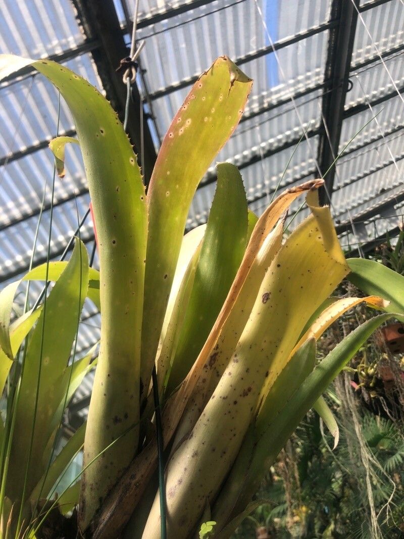 Billbergia × windii — search result for 'Billbergia'