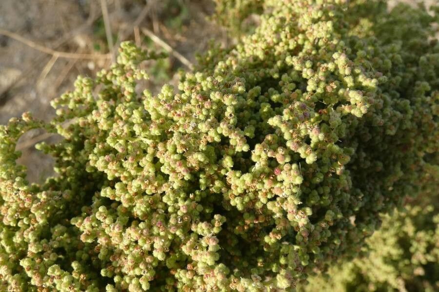 Dysphania botrys flower