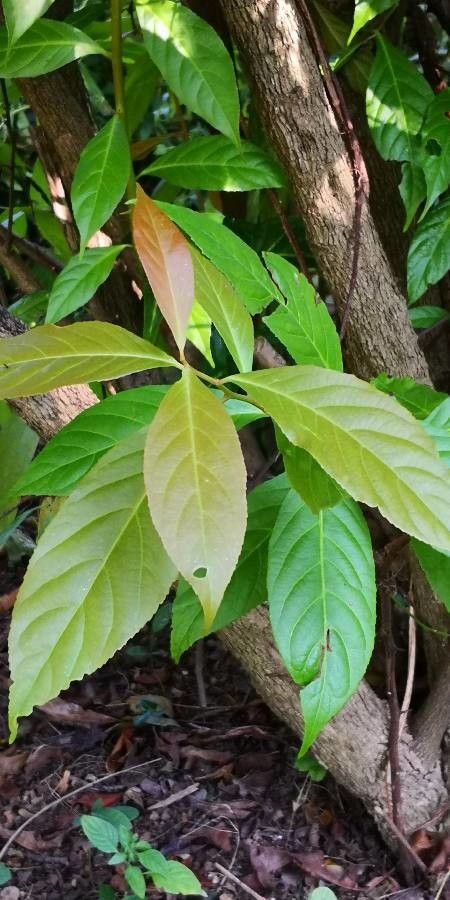 Gymnosporia acuminata — related species from the same genus