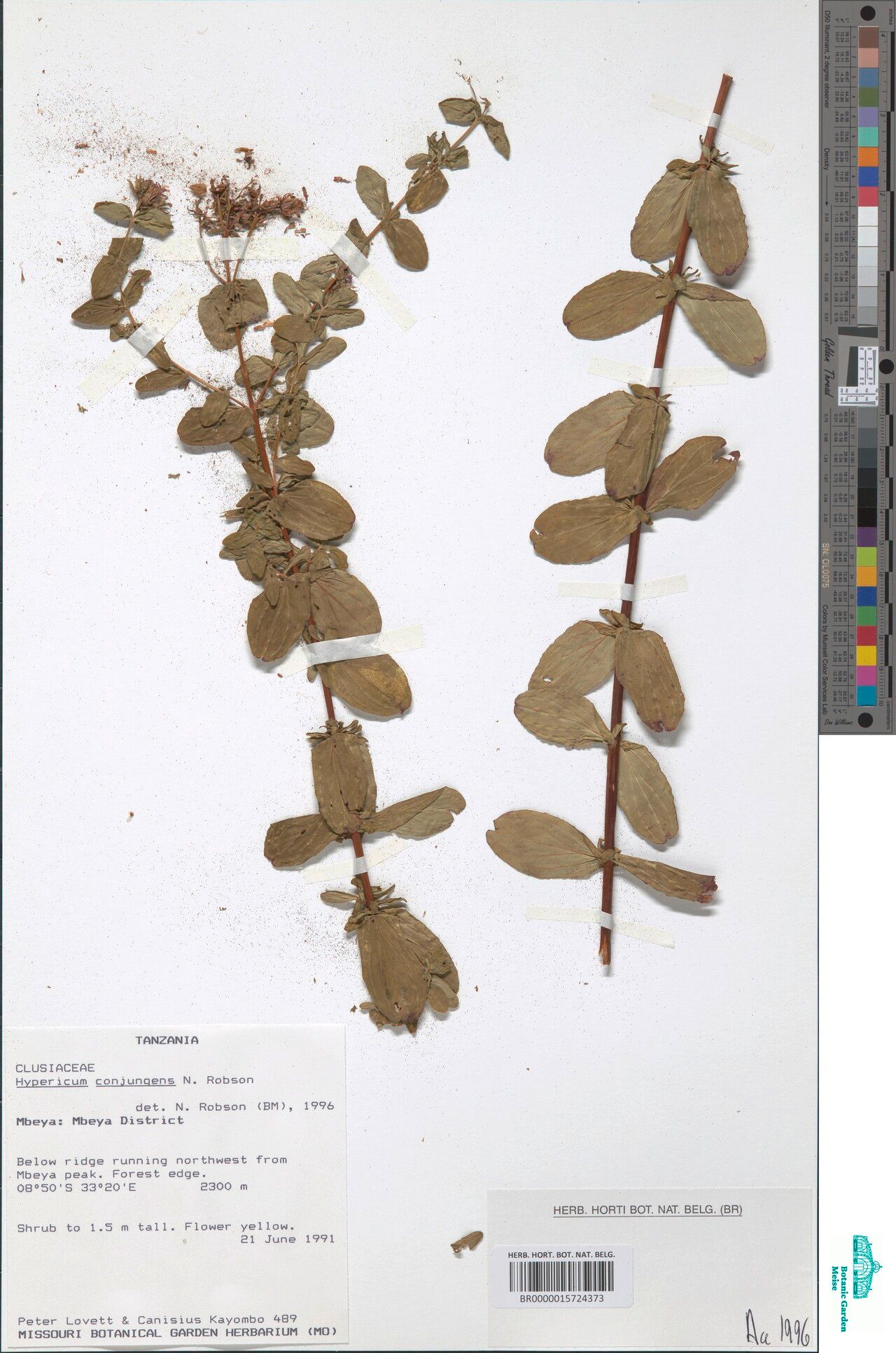 Hypericum conjungens — houseplant care guide