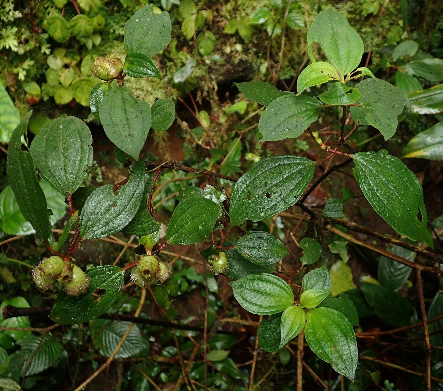 Tristemma camerunense habit