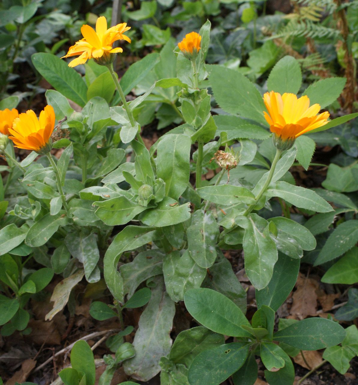 Calendula maroccana habit