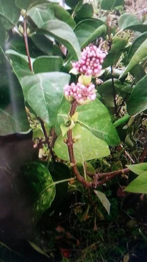 Persicaria amphibia fruit