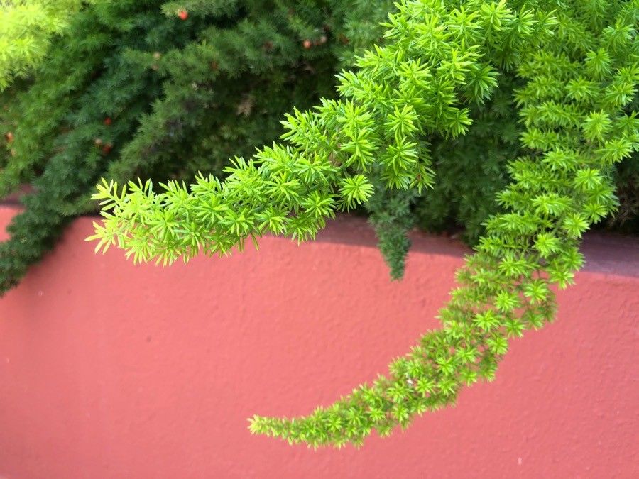 Asparagus sprengeri — search result for 'Mozambique'