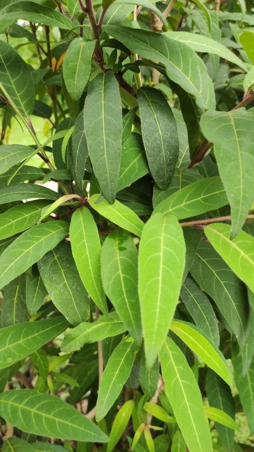 Cestrum elegans — search result for 'Solanaceae'