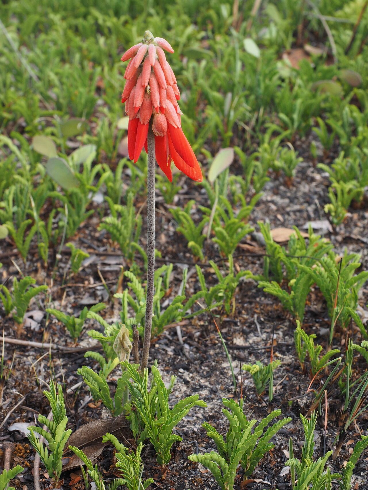 Erythrina baumii — houseplant care guide