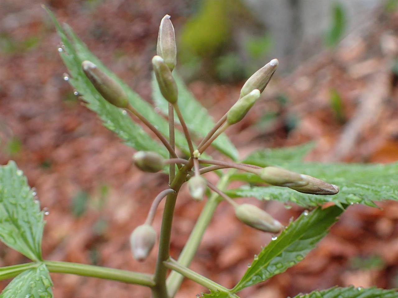 Cardamine heptaphylla fruit
