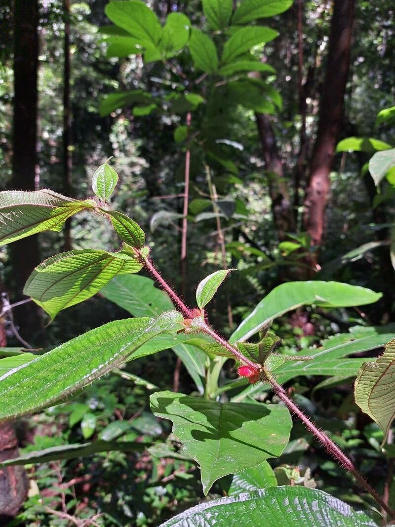 Miconia mayeta — houseplant care guide