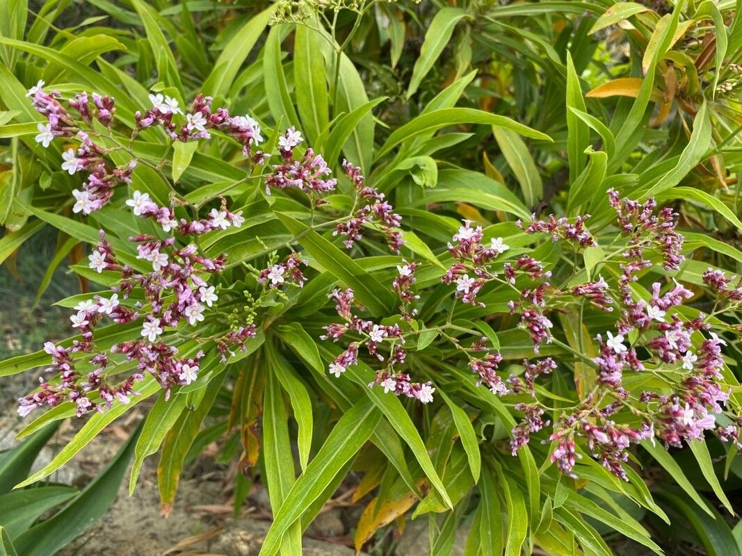 Limonium dendroides flower