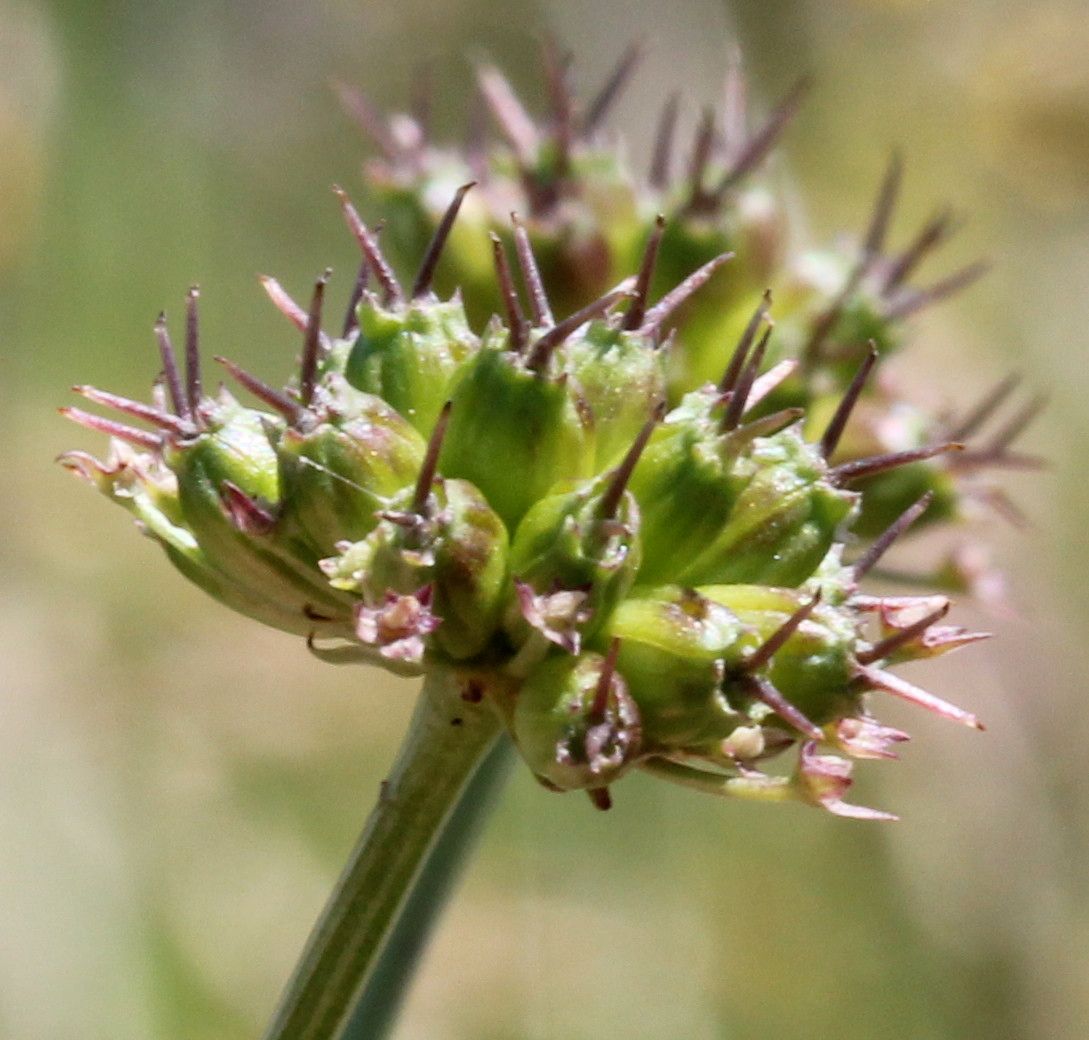 Oenanthe peucedanifolia fruit