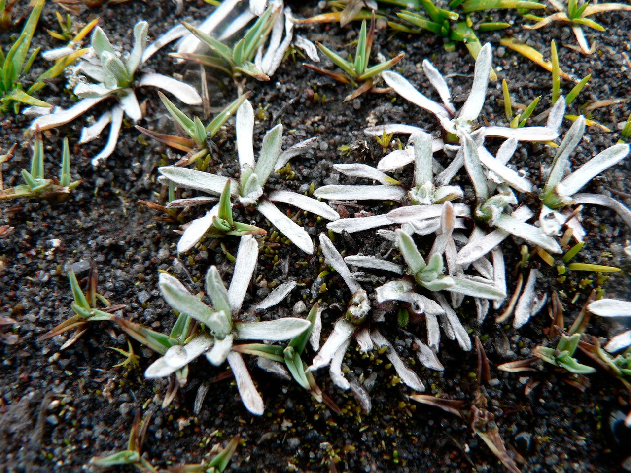 Belloa kunthiana — houseplant care guide