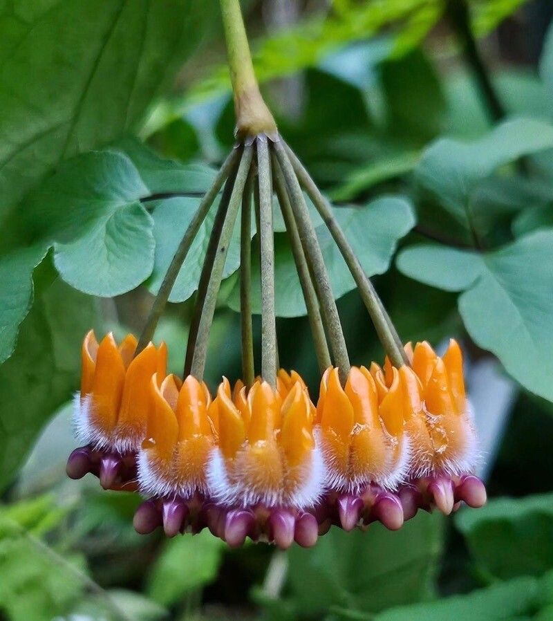 Hoya lasiantha — search result for 'Hoya'