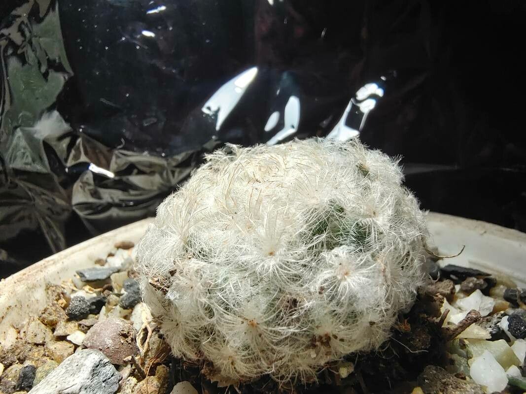 Mammillaria plumosa bark