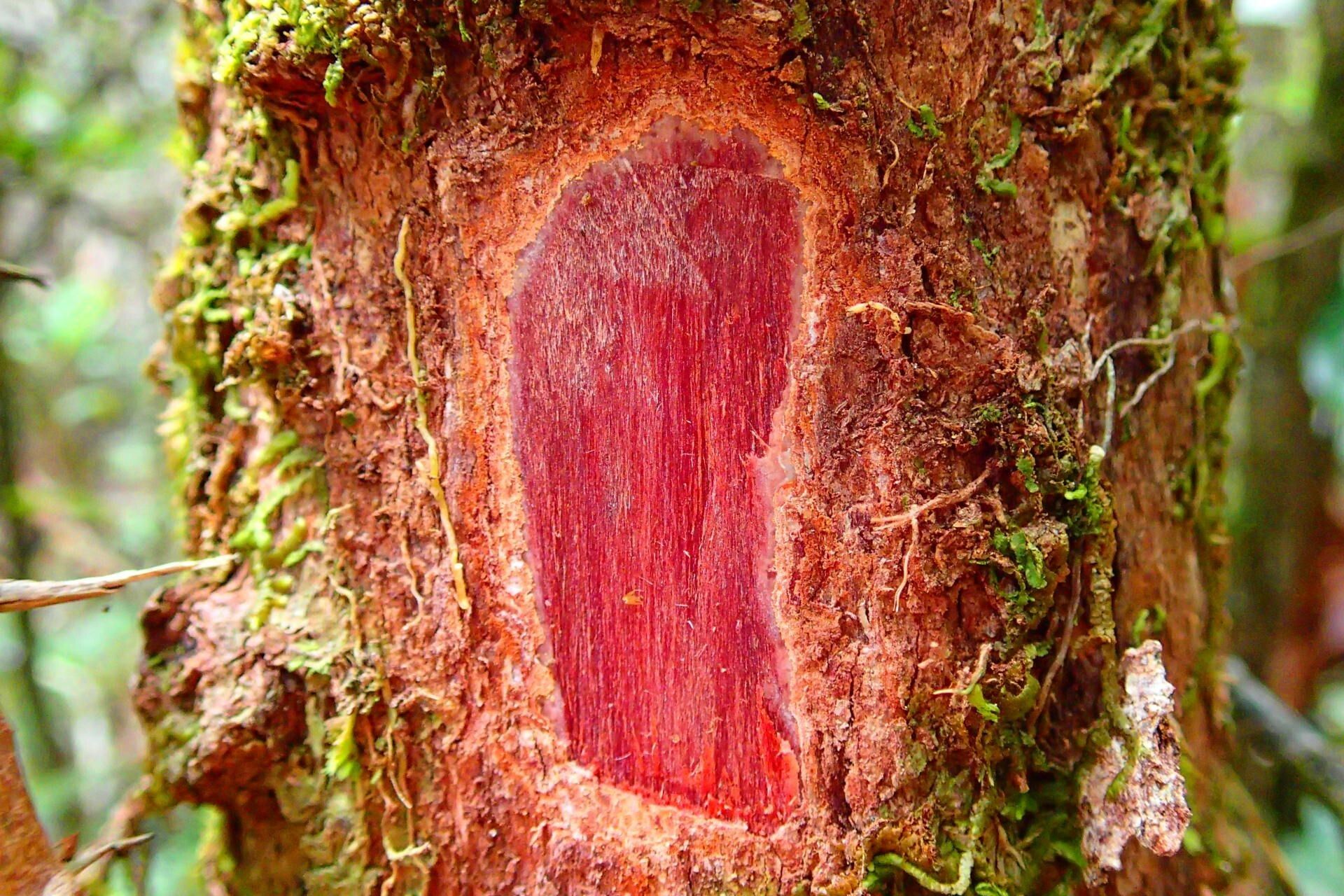 Syzygium brongniartii bark