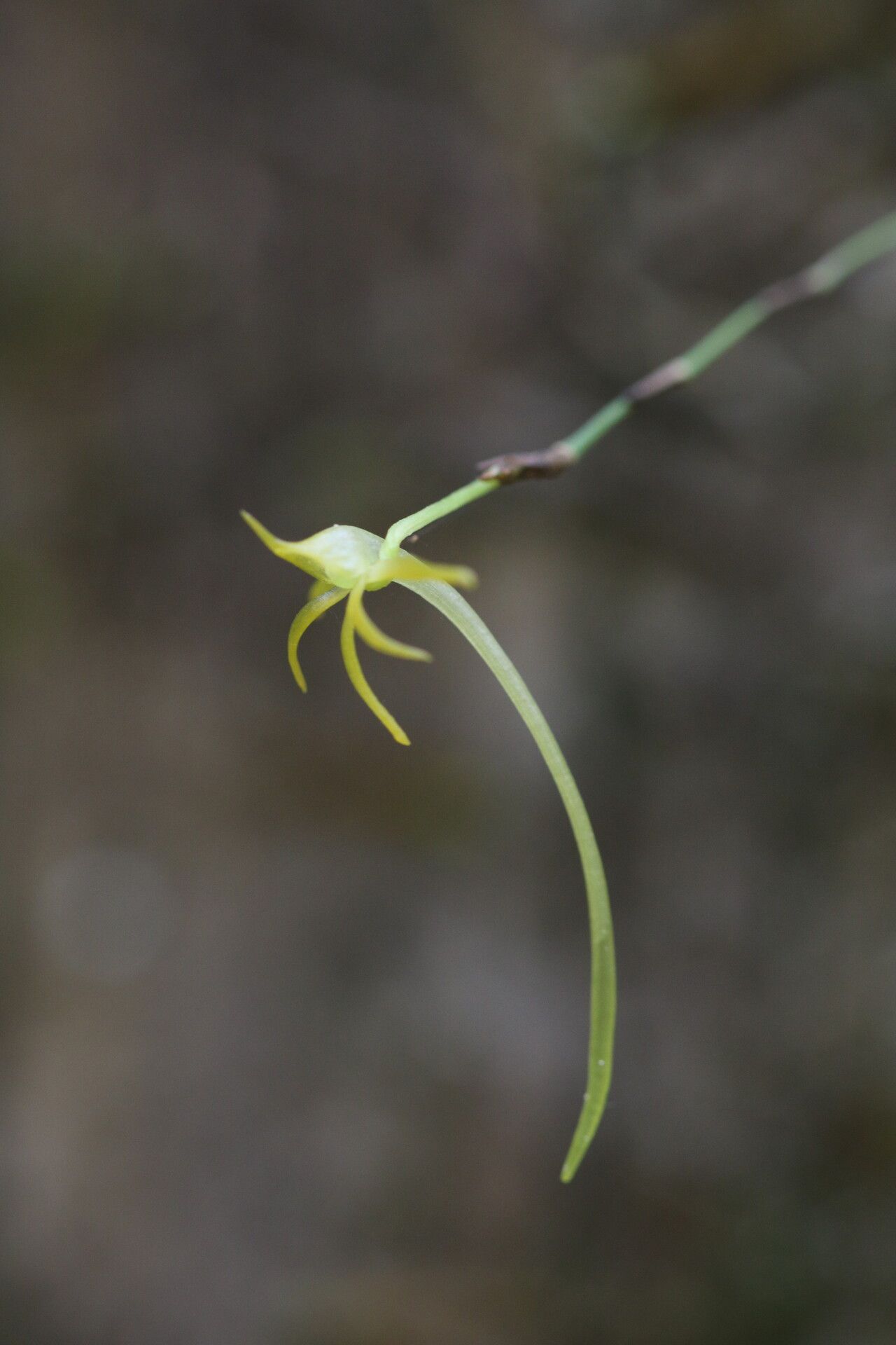 Angraecum rhynchoglossum flower