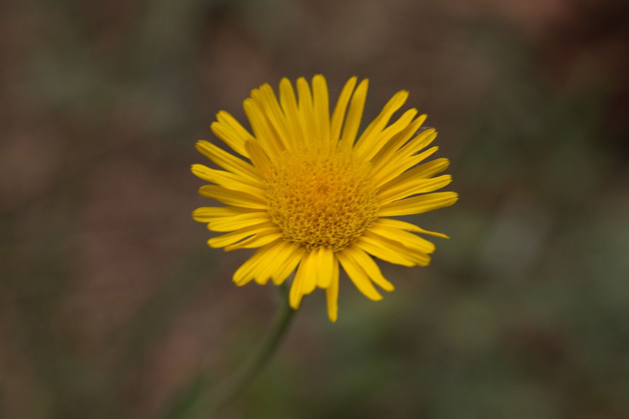 Inula hirta flower