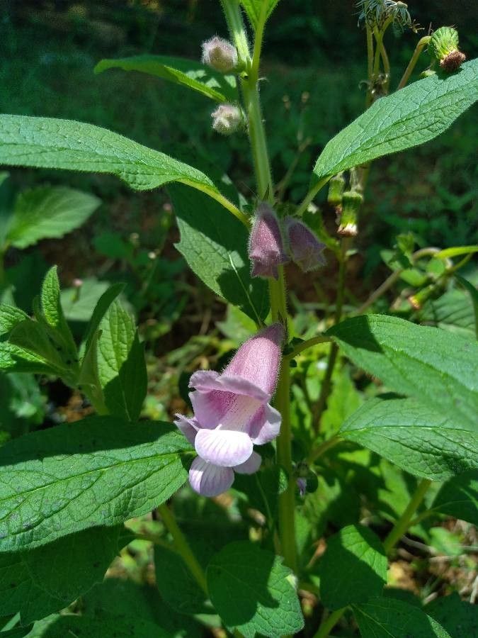 Sesamum radiatum flower