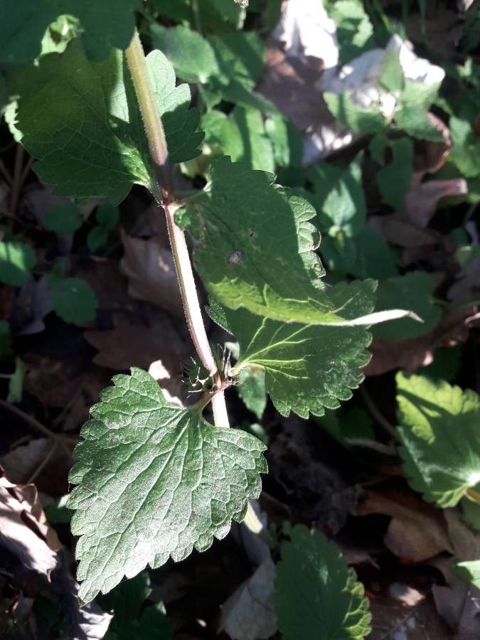 Lamium flexuosum leaf