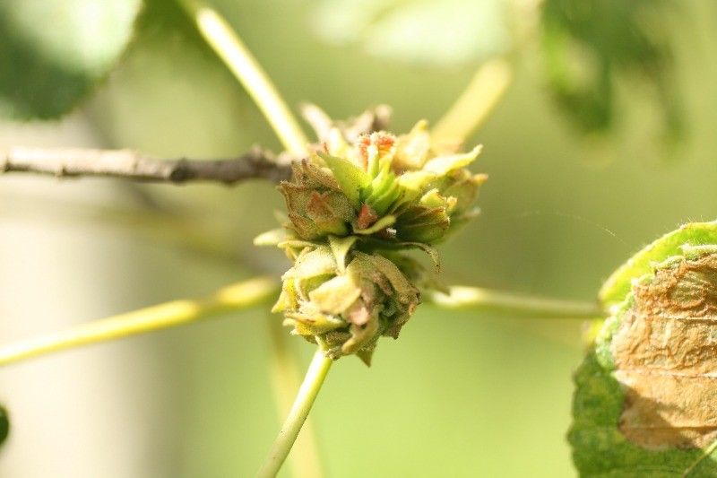 Dombeya ciliata fruit